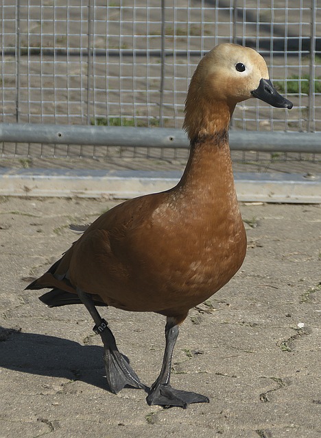 能够更加专