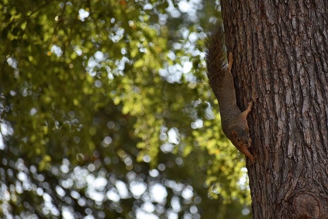 北京国安对阵成都蓉城：双中卫外援稳坐主力，张稀哲领衔回归.